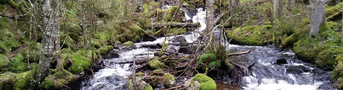 En forsande bäck som delar sig i ett skogslandskap